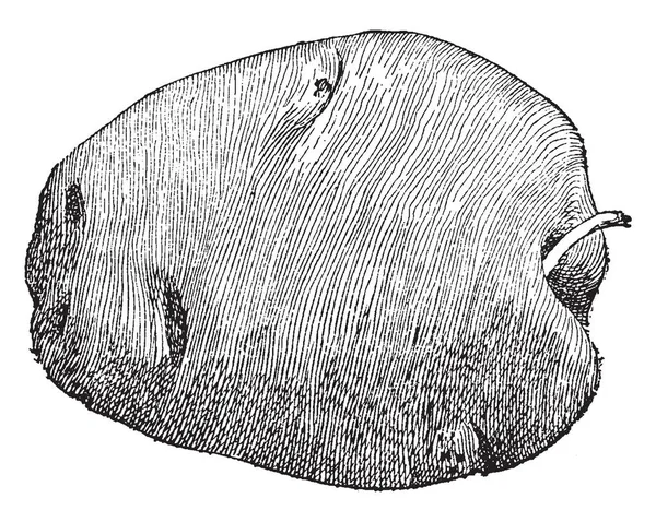 Una Foto Muestra Solanum Tuberosum También Llama Papa Crece Bajo — Archivo Imágenes Vectoriales