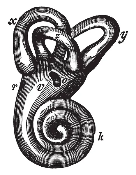 这个插图代表耳朵的耳蜗和段落 复古线条画或雕刻插图 — 图库矢量图片