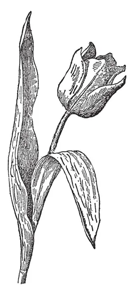 Рисунке Изображен Цветок Тюльпана Который Представляет Собой Род Луковичных Растений — стоковый вектор