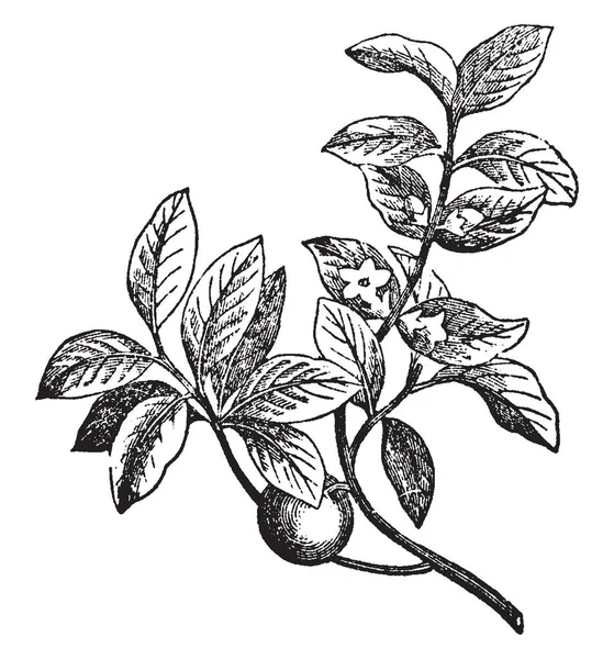 Une Branche Ébène Avec Des Fruits Des Fleurs Dessin Ligne — Image vectorielle