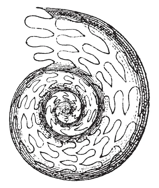 氨是一种化石属 以精斑科命名 复古线条绘画或雕刻插图 — 图库矢量图片