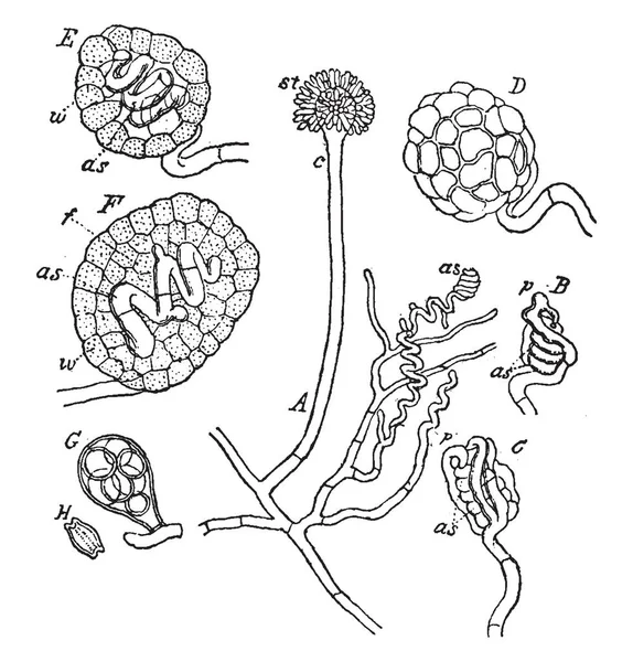 ภาพแสดงส วนต ของเช อรา Eurotium วนเหล Incude Conidiophore Mycelum สปอร — ภาพเวกเตอร์สต็อก