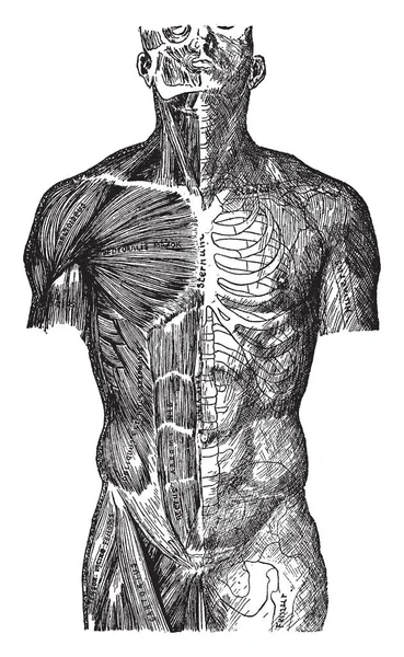 Vista Frontale Del Corpo Contorno Dello Scheletro Del Rivestimento Disegno — Vettoriale Stock