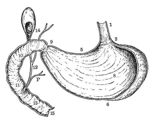 Questa Illustrazione Rappresenta Sezione Verticale Longitudinale Della Cistifellea Del Duodeno — Vettoriale Stock