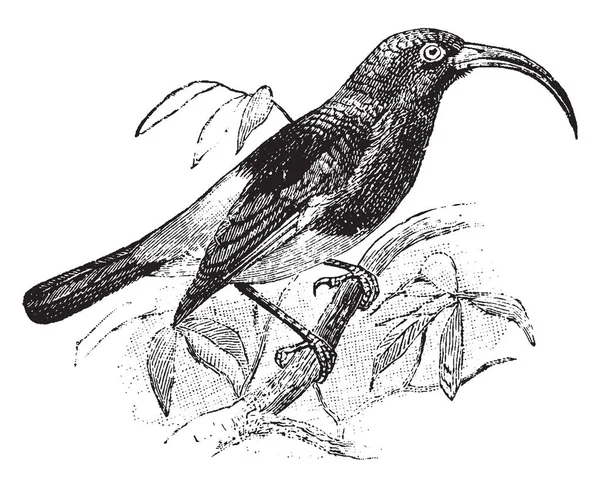 Sickle Billed Sunbird Con Largo Pico Curvado Hacia Abajo Dibujo — Archivo Imágenes Vectoriales