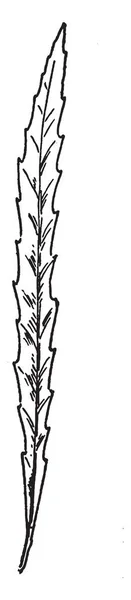 这是长叶松柳树叶 它看起来像一个荆棘 复古线条画或雕刻插图 — 图库矢量图片