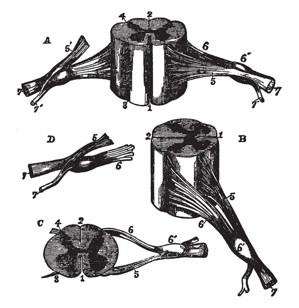 Différentes Vues Une Partie Moelle Épinière Région Cervicale Avec Des — Image vectorielle