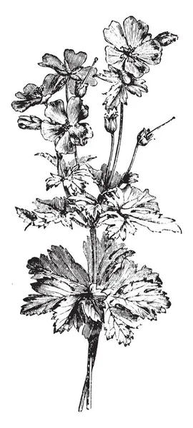 Uma Imagem Mostra Ramo Florido Geranium Ibericum Platypetalum Esta Uma — Vetor de Stock