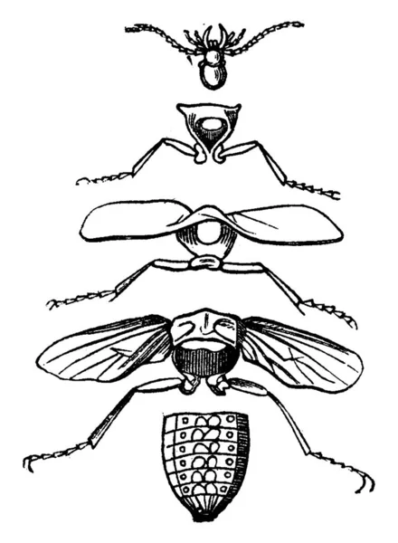 Parti Del Corpo Insetto Illustrazione Incisa Epoca Vie Dans Nature — Vettoriale Stock