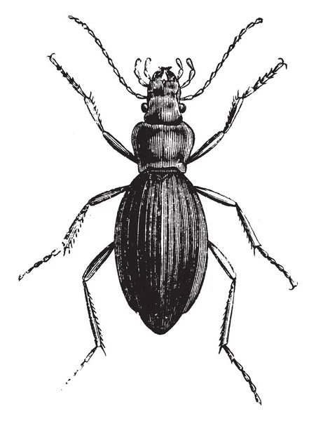 常见的地面甲壳虫 其中一些部分是素食 复古线画或雕刻插图 — 图库矢量图片