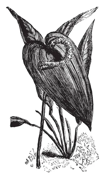 Sebuah Gambar Menunjukkan Tanaman Anthurium Scherzerianum Bunga Yang Sebagian Besar - Stok Vektor