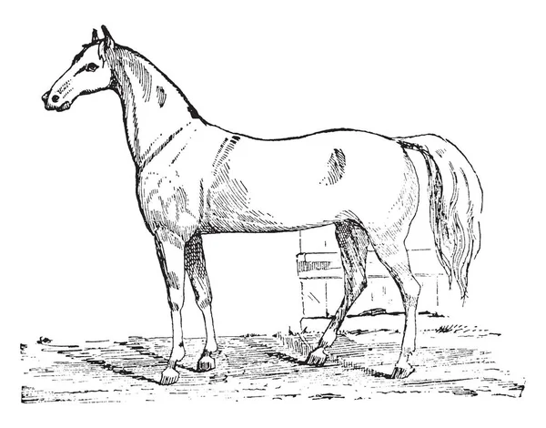 Esta Ilustração Representa Cavalo Estrada Cavalheiro Desenho Linha Vintage Gravura — Vetor de Stock