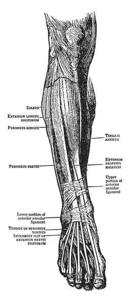 此插图表示腿部和脚部的肌肉 复古线条画或雕刻插图 — 图库矢量图片