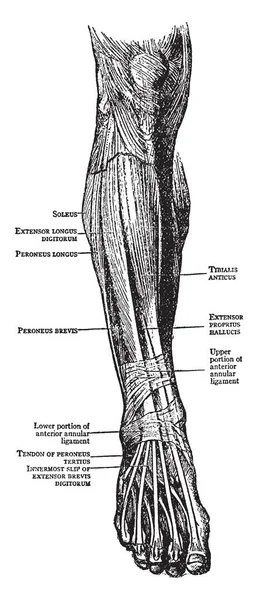 Ilustracja Przedstawia Mięśnie Nóg Stóp Vintage Rysowania Linii Lub Grawerowanie — Wektor stockowy