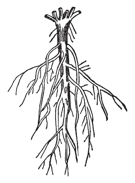 Retrato Das Raizes Ramificando Que São Subdivididas Terra Uma Maneira —  Vetores de Stock