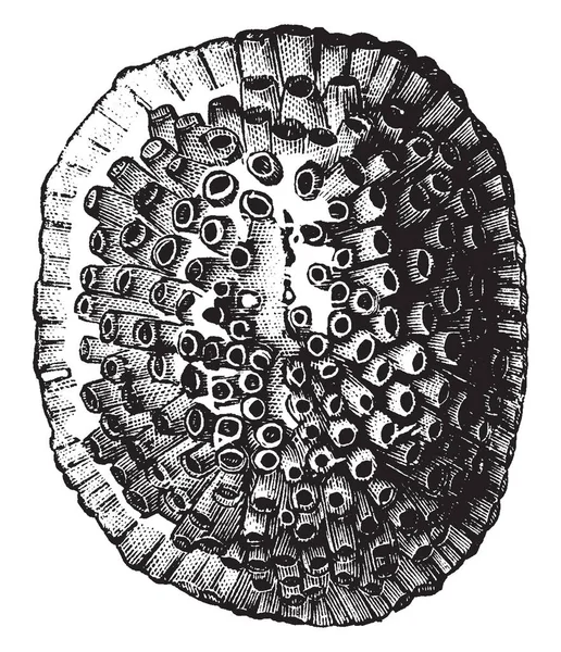 Tento Obrázek Představuje Trubice Voda Pot Shell Zvětšená Vintage Kreslení — Stockový vektor