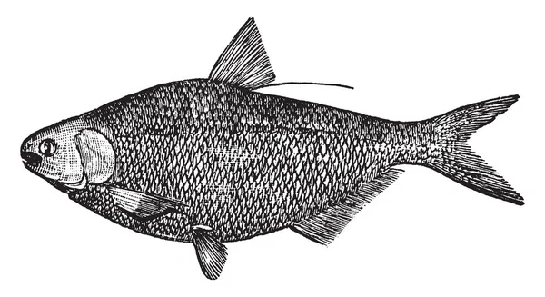 American Gizzard Shad Fish Clupeidae Family Herrings Vintage Line Drawing — Stock Vector