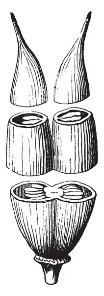 Uma Imagem Pistilo Composto Composto Por Duas Células Pistilos Desenho — Vetor de Stock