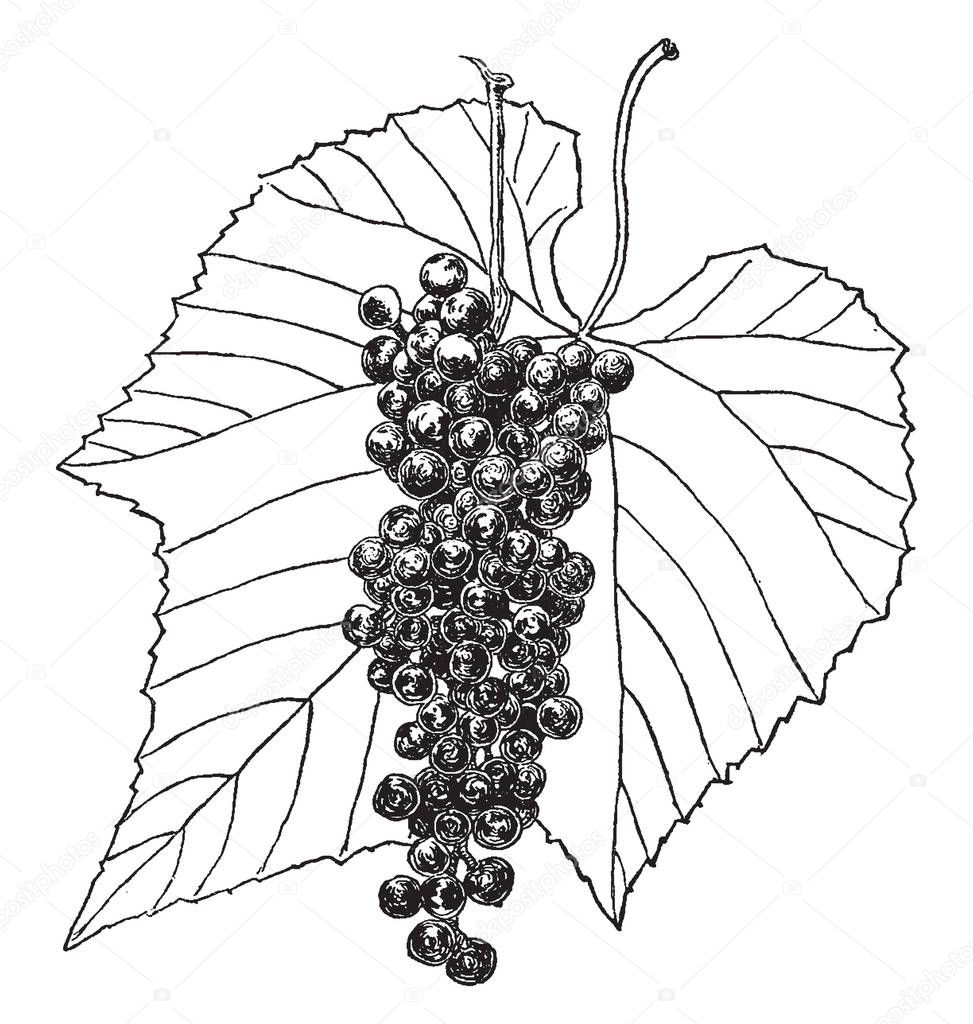 Woody vines has simple often lobed leaves and its fruit is a smooth-skinned juicy light green or deep red to purplish black berry, eaten dried or fresh, vintage line drawing or engraving illustration.