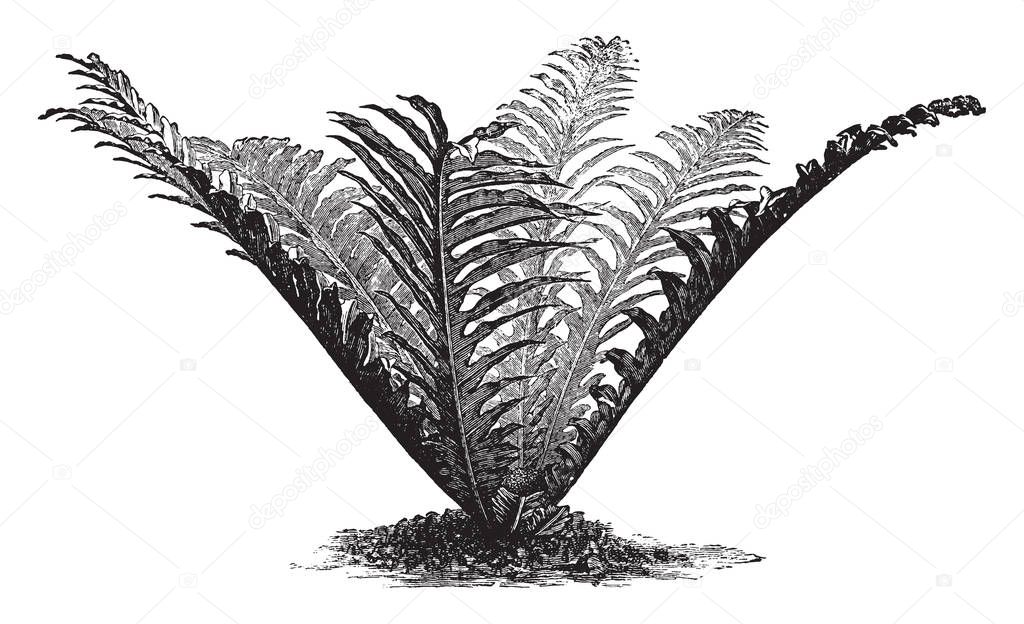 Picture is of Polypodium Heracleum plant. It belongs to the family Polypodiaceae. The rhizome is creeping. The fern can form root associations with the hyphae of fungi, vintage line drawing or engraving illustration.