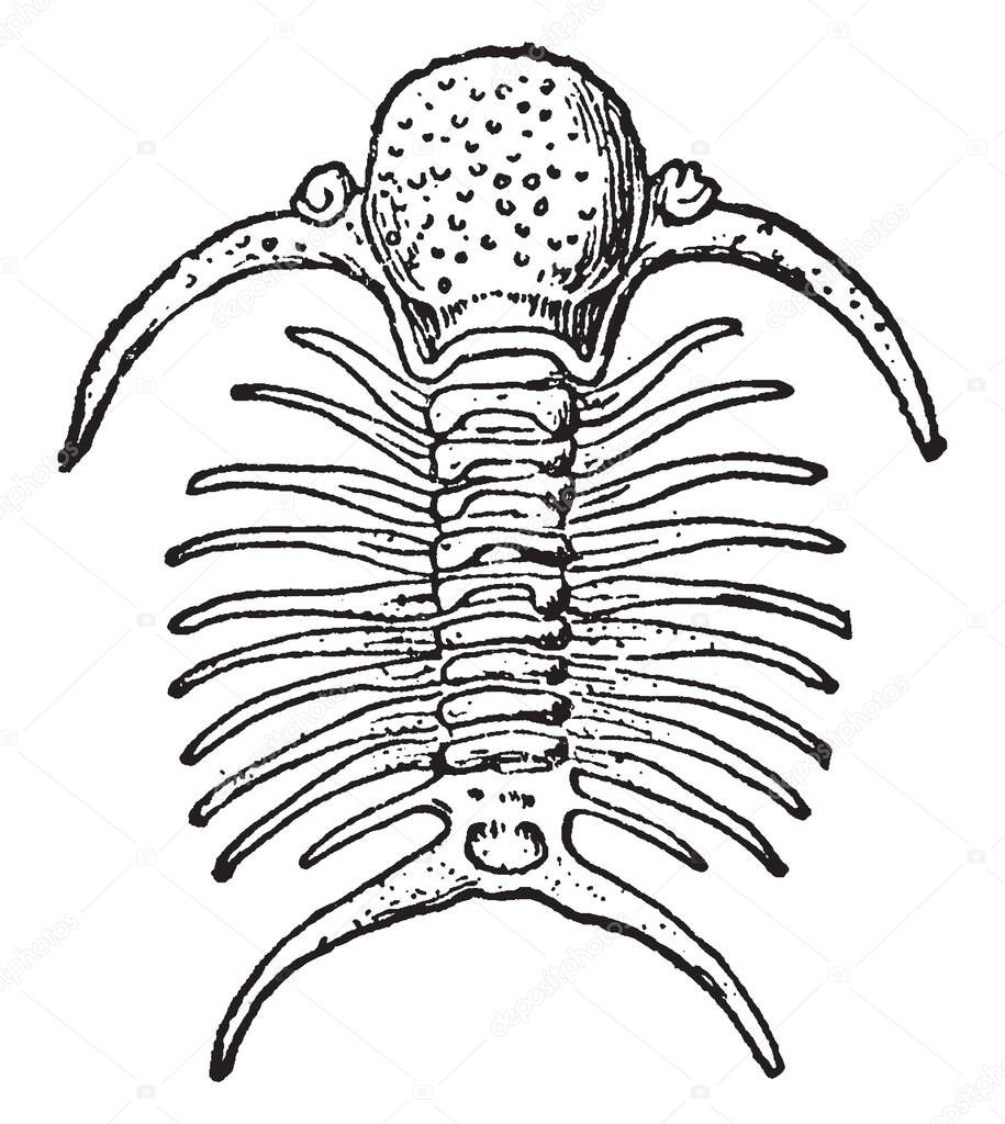 Deiphon is a distinctive genus of Silurian phacopid trilobites of the family Cheiruridae found in Western and Central Europe, vintage line drawing or engraving illustration.