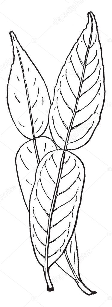 A leaf of Citrus Ichangensis plant. Leaves feature a broad petiole, and resemble the leaves of the yuzu and the Kaffir lime in appearance, vintage line drawing or engraving illustration.