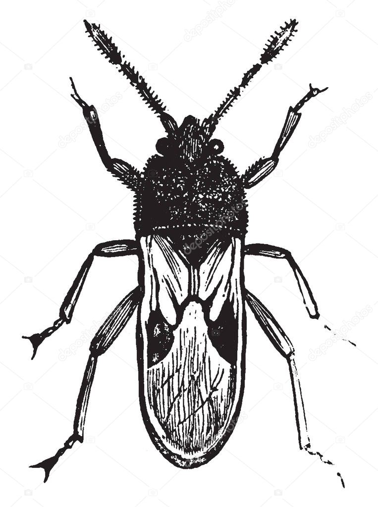 Chinch Bug is the popular name of certain fetid American hemipterous insects of the genus Blissus, vintage line drawing or engraving illustration.