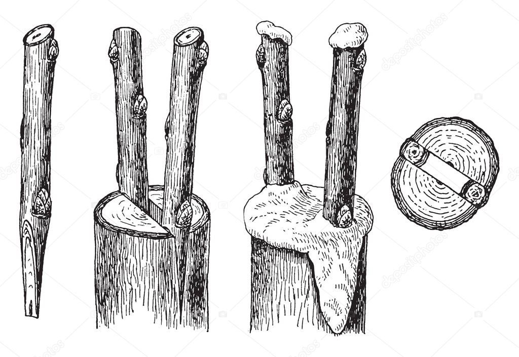 This illustration represents Cleft Grafting which allows the union of a rootstock limb that is much larger in size than the scion piece, vintage line drawing or engraving illustration.