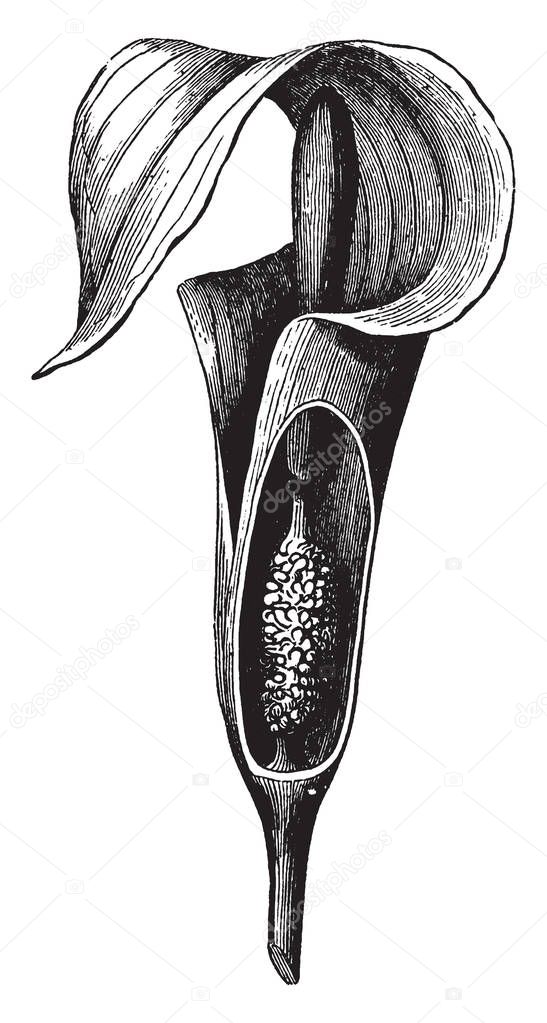 A picture shows the Spathe Plant. It is also called as bract and It is a spike in which all the flowers are of only one sex, either staminate or Carpellate, vintage line drawing or engraving illustration.