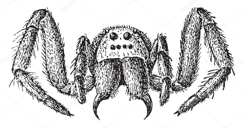 These are also known as Lycosa tarantula. found in southern Europe, especially in the Apulia region of Italy and near the city of Taranto. These spiders are large, vintage line drawing or engraving illustration. 