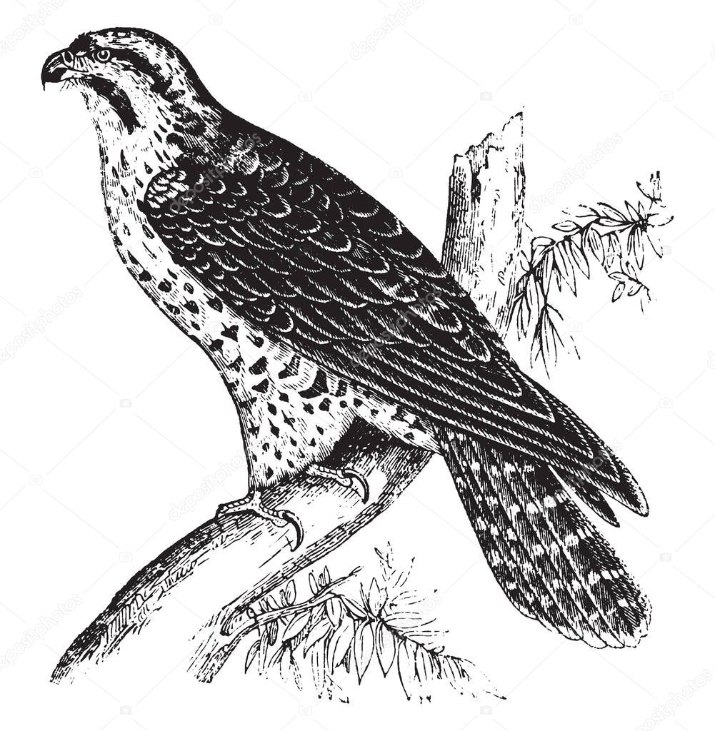 Peregrine Falcon Easy Understand Birds Inspire Terror