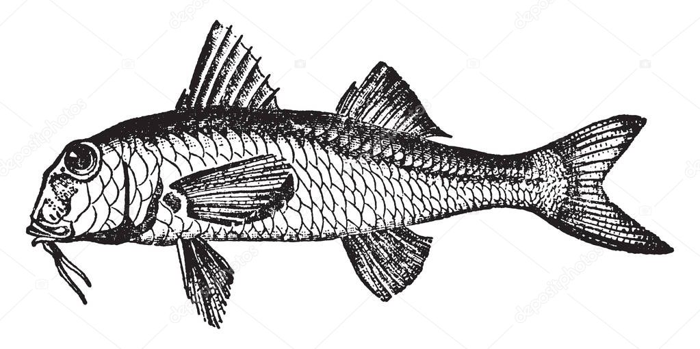 Red Mullet with thoracic ventral fins, vintage line drawing or engraving illustration.