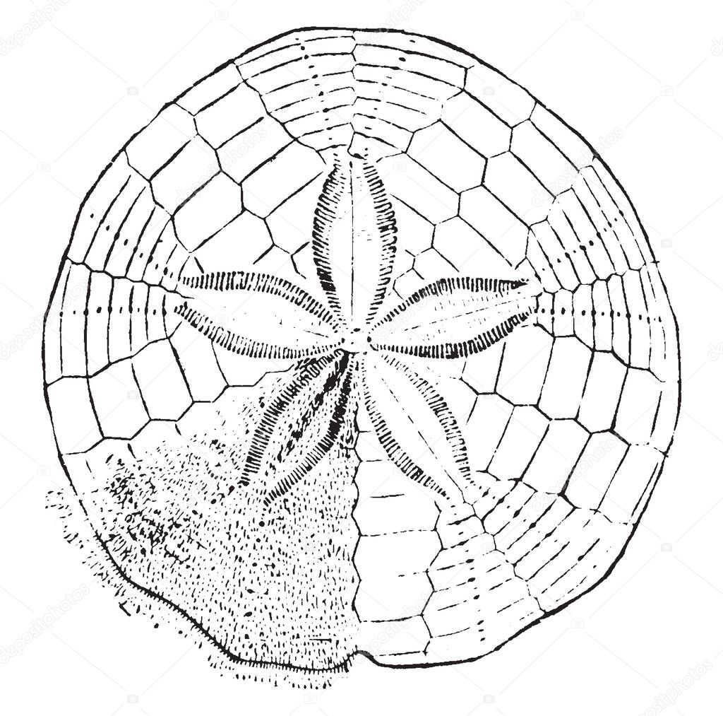 Sand Dollar refers to species of extremely flattened burrowing sea urchins belonging to the order Clypeasteroida, vintage line drawing or engraving illustration.