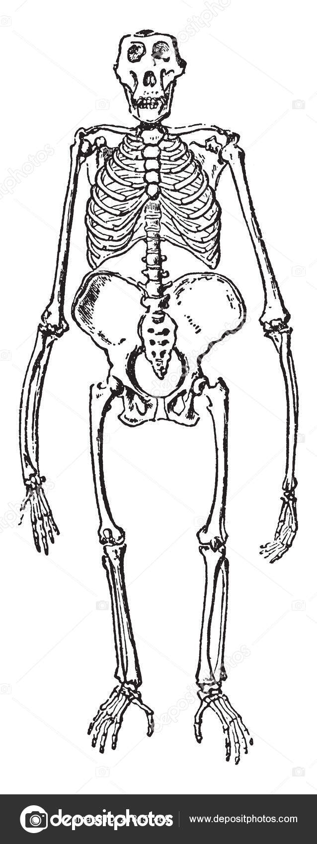 Vista Lateral Esqueleto Macaco Aranha Sul Americano Que Proporção