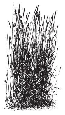 Tüysüz, haddelenmiş yerine katlanmış yapraklar ve koyu kahverengi, vintage çizgi çizme veya oyma illüstrasyon alt kürk açmak.