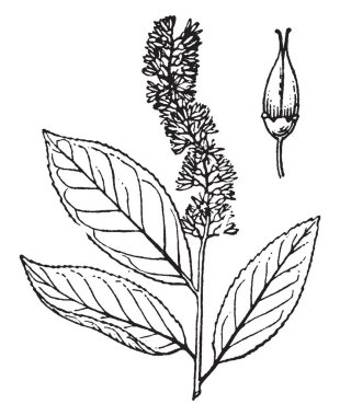 Itea Doğu Kuzey Amerika, vintage çizgi çizme veya oyma illüstrasyon için yerel.