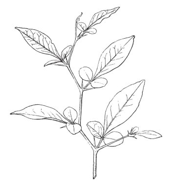 Üçlü leaf bitki, vintage çizgi çizme veya oyma illüstrasyon bir fotoğraf.