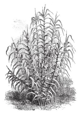 Arundo donax is a grass that generally grows to 6 m high & with hollow stems 2 - 3 cm diameter. The leaves are alternate, 30 - 60 cm long and 2 - 6 cm wide, vintage line drawing or engraving illustration. clipart