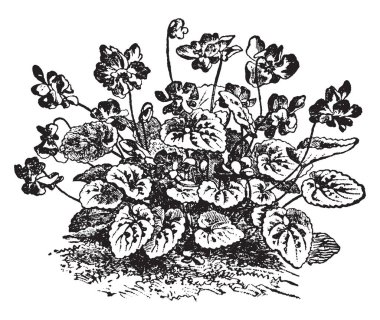 Violet, Marie Louise bir çiçekli bitkidir. Lezzetli parfüm, vintage çizgi çizme veya oyma illüstrasyon ile en iyi büyük tatlı kokulu çiçekler vardır.