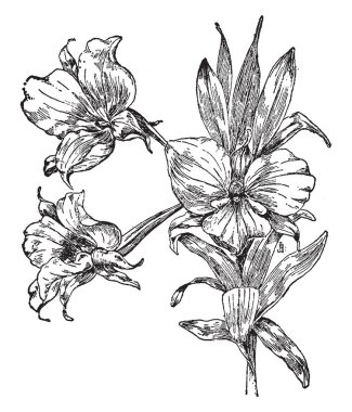 Bir resim Dendrobium Dearei gösteriyor. Cins Dendrobium orkide familyasından. Borneo ve Filipinler bulunur. O are iki inç genişliğinde, vintage çizgi çizme veya oyma resimde beyaz çiçekler vardır.