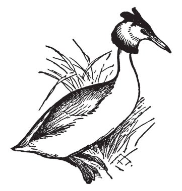 Büyük tepeli batağan bir tatlı su göçmen dalış Podicipidae, vintage çizgi çizme veya oyma illüstrasyon ailesinin kuştur.