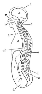 Gövde ve baş, vintage çizgi çizme veya oyma illüstrasyon grafiksel boyuna bölüm.