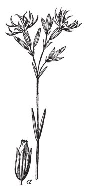 Bir resim guguk kuşu çiçek, Cardamine pratensis bilinen gösteriyor. Turpgiller ailesine ait. Bu kadın iş gömleği çiçek var. Bu dört-petal solgun eflatun çiçekler, vintage çizgi çizme veya oyma illüstrasyon kümeleri taşıyan.