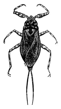 Nepe, eski oymalı bir resim. La Vie dans la nature, 1890.