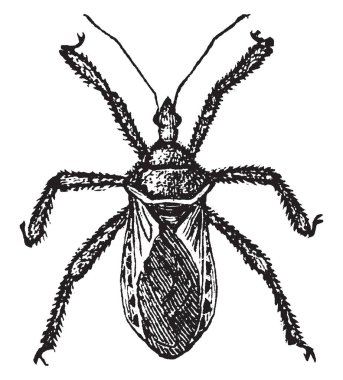 Apiomerus, Amerika Birleşik Devletleri, vintage çizgi çizme veya oyma illüstrasyon yaygın olarak dağıtılan bir türdür.