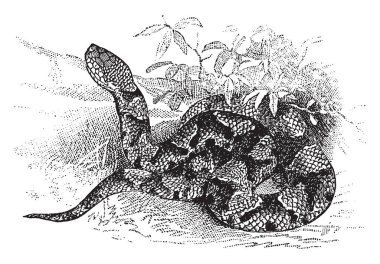 Copperhead is a snake of rather small size usualy under two feet and of a dull pale chestnut or hazel color with many blotches, vintage line drawing or engraving illustration. clipart