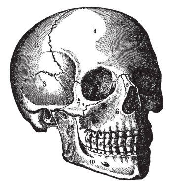 The head is the part of the body that contains the brain and the organs of the special senses, vintage line drawing or engraving illustration. clipart