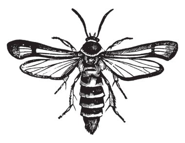 BlackBerry matkap çok az çizim veya illüstrasyon oyma sarı, vintage çizgi ile işaretlenmiş olan kadın.