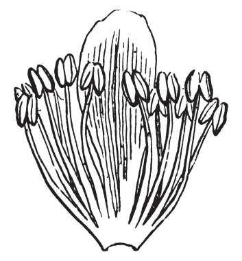 Bir resim Stamens gösterir. Erkek üreme organları içerdiğinden çiçek, çok önemli bir parçasıdır. Bu Pollain tahıl ovule oluşumu yapılır sonra vintage çizgi çizme veya oyma illüstrasyon yumurtalık için düşüyor.