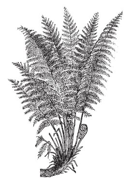 Bu ortak Erkek eğreltiotu var. Bırakır mısın küçük, yaprak-çiftleri bağlı ince kök ve bu